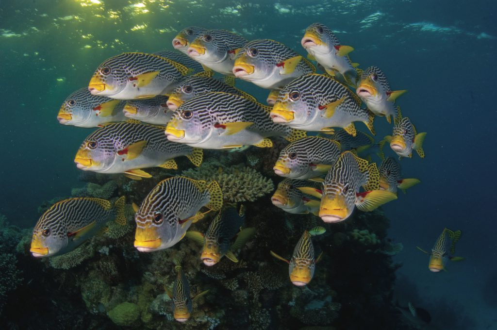 David Doubilet / Nat Geo Image Collection